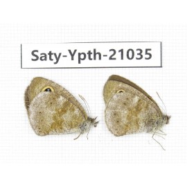 Ypthima sp. China, Yunnan, Xiangerila, S of Weixi county. 2M. Saty-Ypth-21035.
