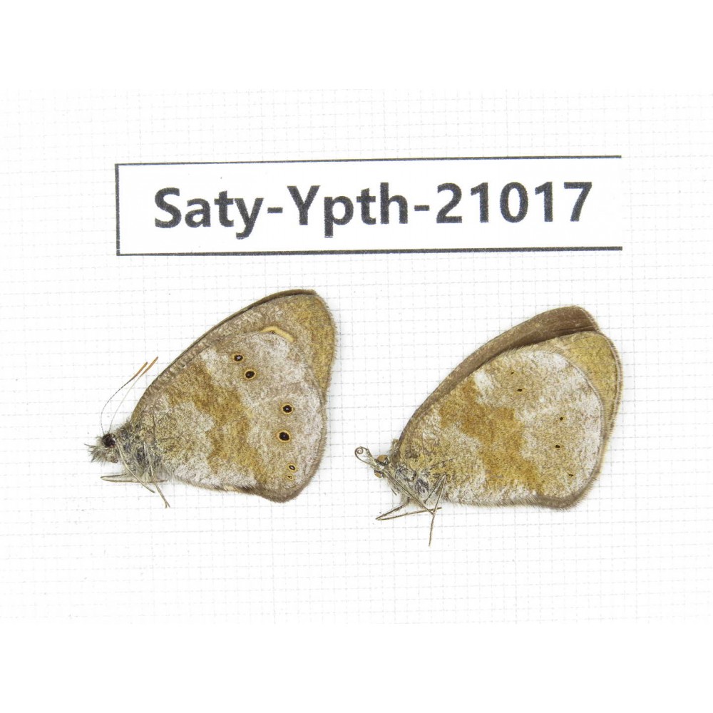 Ypthima sp. China, Yunnan, Xiangerila, S of Weixi county. 1P. Saty-Ypth-21017.