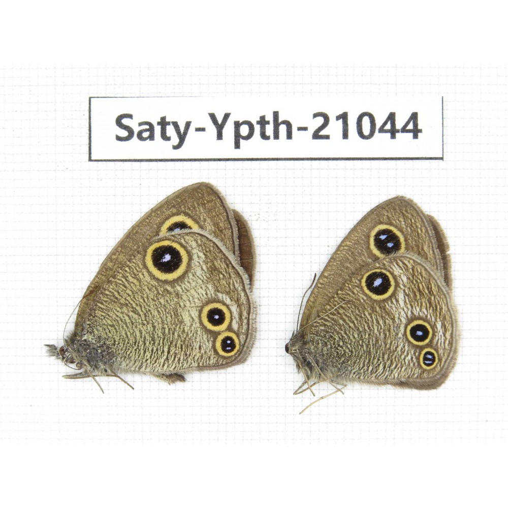 Ypthima kitawakii (Only Yunnan). China, Yunnan, Xiangerila, S of Weixi county. 2M. Saty-Ypth-21044.