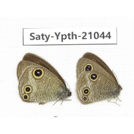 Ypthima kitawakii (Only Yunnan). China, Yunnan, Xiangerila, S of Weixi county. 2M. Saty-Ypth-21044.