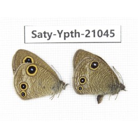 Ypthima kitawakii (Only Yunnan). China, Yunnan, Xiangerila, S of Weixi county. 2M. Saty-Ypth-21045.