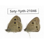 Ypthima kitawakii (Only Yunnan). China, Yunnan, Xiangerila, S of Weixi county. 2M. Saty-Ypth-21046.