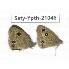 Ypthima kitawakii (Only Yunnan). China, Yunnan, Xiangerila, S of Weixi county. 2M. Saty-Ypth-21046.