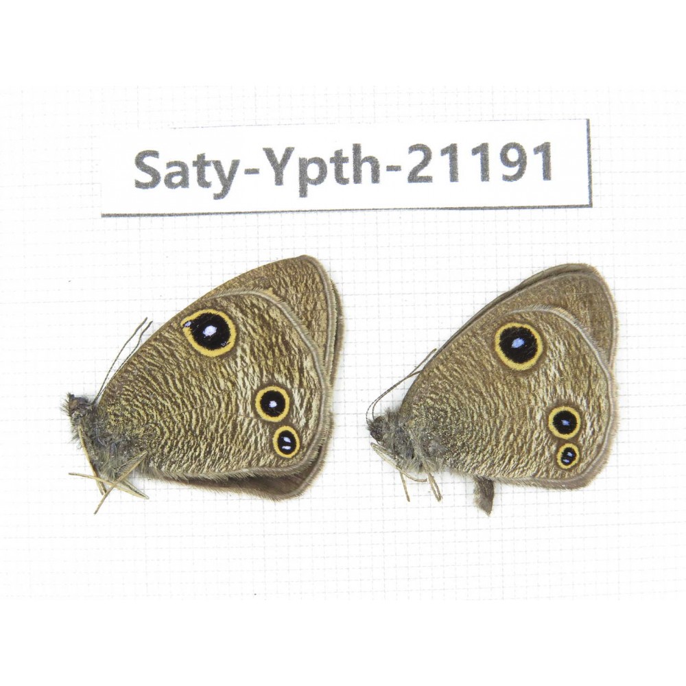 Ypthima kitawakii. China, Yunnan, Xiangerila, Weixi county, N of Mt.Yunling. 2M. Saty-Ypth-21191.