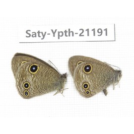 Ypthima kitawakii. China, Yunnan, Xiangerila, Weixi county, N of Mt.Yunling. 2M. Saty-Ypth-21191.