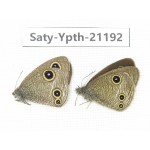 Ypthima kitawakii. China, Yunnan, Xiangerila, Weixi county, N of Mt.Yunling. 2M. Saty-Ypth-21192.