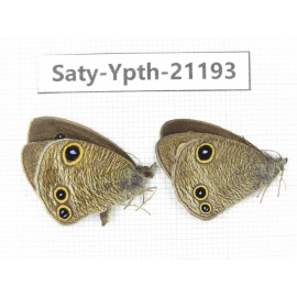 Ypthima kitawakii. China, Yunnan, Xiangerila, Weixi county, N of Mt.Yunling. 2M. Saty-Ypth-21193.