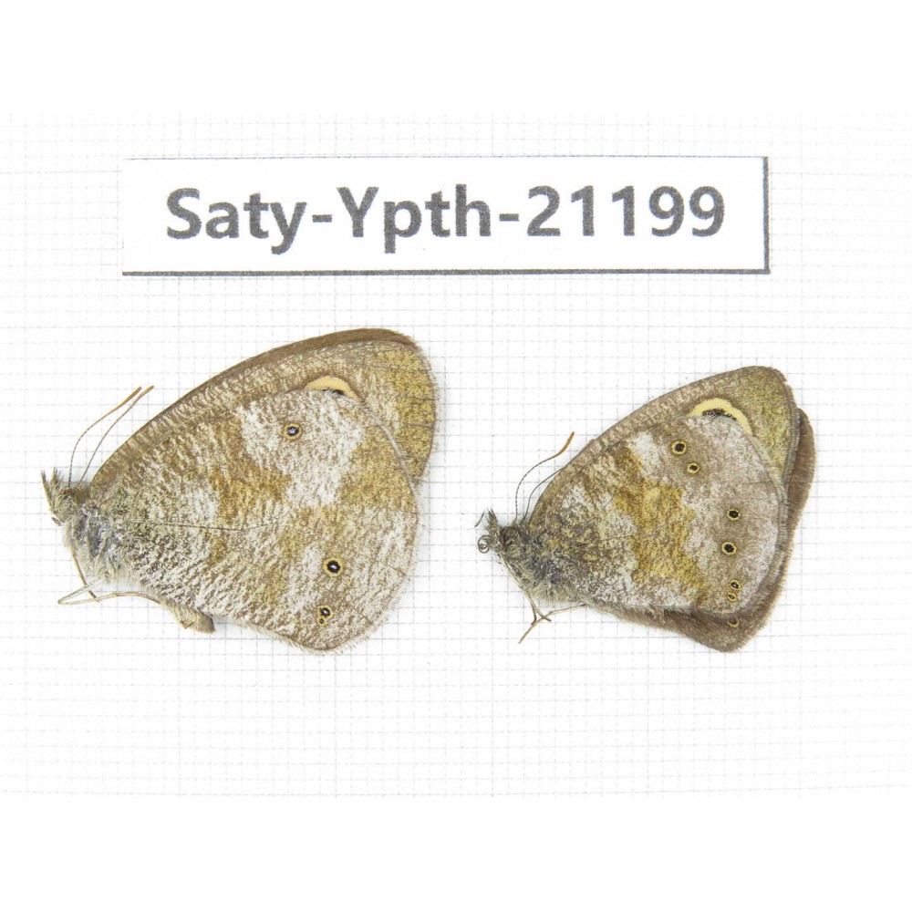 Ypthima kitawakii. China, Yunnan, Xiangerila, Weixi county, N of Mt.Yunling. 1P. Saty-Ypth-21199.