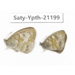 Ypthima kitawakii. China, Yunnan, Xiangerila, Weixi county, N of Mt.Yunling. 1P. Saty-Ypth-21199.
