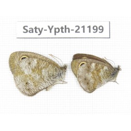 Ypthima kitawakii. China, Yunnan, Xiangerila, Weixi county, N of Mt.Yunling. 1P. Saty-Ypth-21199.