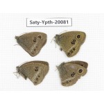 Ypthima medusa. China, Yunnan, Xiangerila, Weixi county. 3M1F. Saty-Ypth-20081.