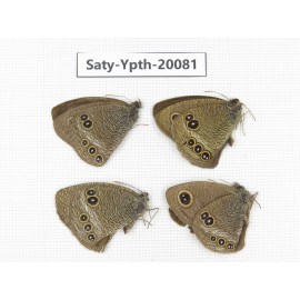 Ypthima medusa. China, Yunnan, Xiangerila, Weixi county. 3M1F. Saty-Ypth-20081.