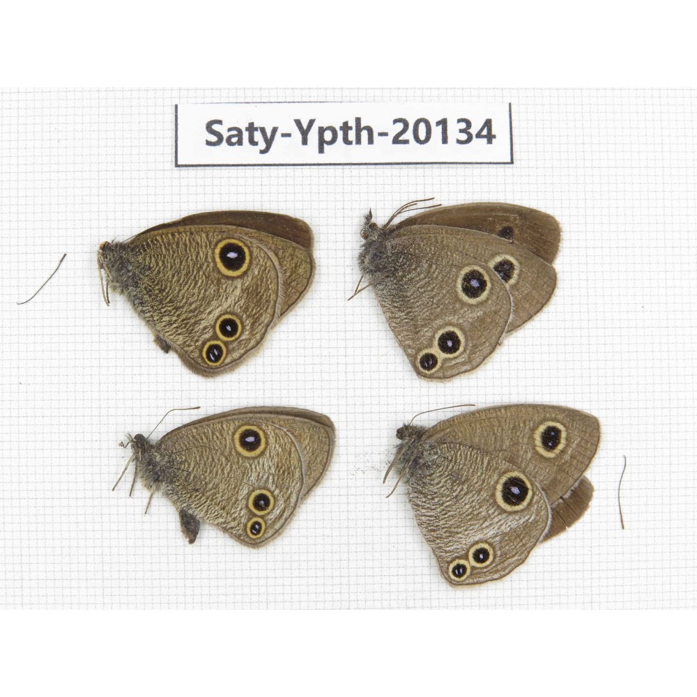 Ypthima kitawakii (Only Yunnan). China, Yunnan, Xiangerila, Weixi county. 3M1F. Saty-Ypth-20134.