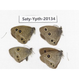 Ypthima kitawakii (Only Yunnan). China, Yunnan, Xiangerila, Weixi county. 3M1F. Saty-Ypth-20134.