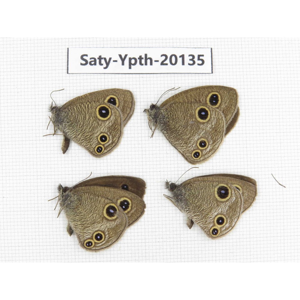 Ypthima kitawakii (Only Yunnan). China, Yunnan, Xiangerila, Weixi county. 2M2F. Saty-Ypth-20135.