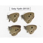 Ypthima kitawakii (Only Yunnan). China, Yunnan, Xiangerila, Weixi county. 2M2F. Saty-Ypth-20135.