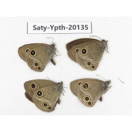 Ypthima kitawakii (Only Yunnan). China, Yunnan, Xiangerila, Weixi county. 2M2F. Saty-Ypth-20135.