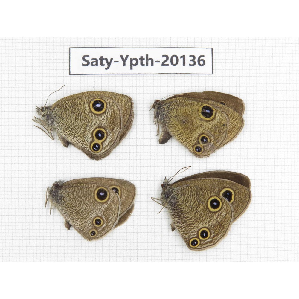 Ypthima kitawakii (Only Yunnan). China, Yunnan, Xiangerila, Weixi county. 3M1F. Saty-Ypth-20136.