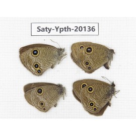 Ypthima kitawakii (Only Yunnan). China, Yunnan, Xiangerila, Weixi county. 3M1F. Saty-Ypth-20136.