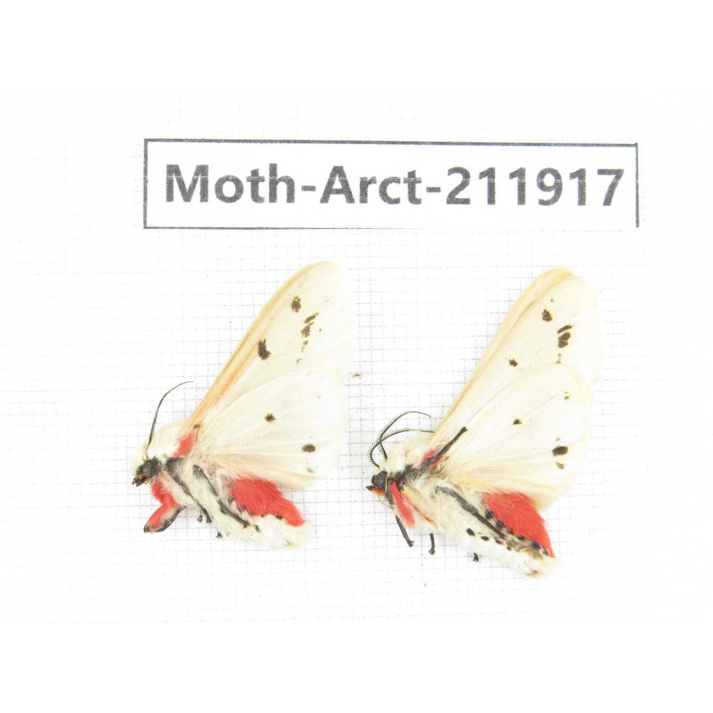 Arctiidae sp. China, Guangxi, Chongzuo, Longzhou county. 2Pcs. Moth-Arct-211917.