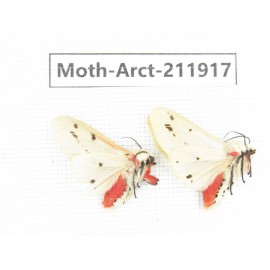 Arctiidae sp. China, Guangxi, Chongzuo, Longzhou county. 2Pcs. Moth-Arct-211917.