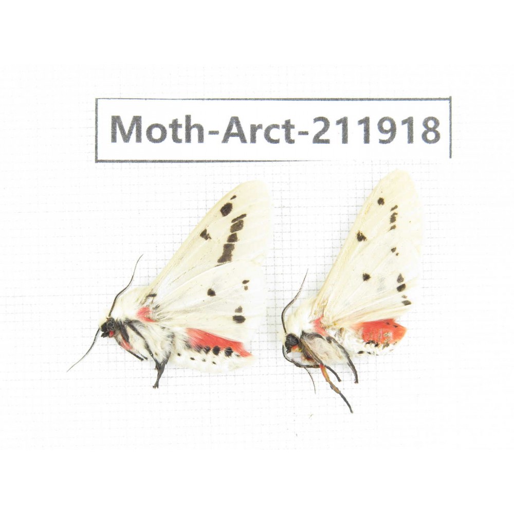 Arctiidae sp. China, Guangxi, Chongzuo, Longzhou county. 2Pcs. Moth-Arct-211918.