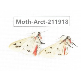 Arctiidae sp. China, Guangxi, Chongzuo, Longzhou county. 2Pcs. Moth-Arct-211918.