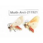 Arctiidae sp. China, Guangxi, Chongzuo, Longzhou county. 2Pcs. Moth-Arct-211921.