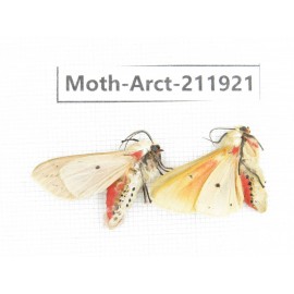 Arctiidae sp. China, Guangxi, Chongzuo, Longzhou county. 2Pcs. Moth-Arct-211921.