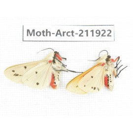 Arctiidae sp. China, Guangxi, Chongzuo, Longzhou county. 2Pcs. Moth-Arct-211922.