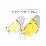 Arctiidae sp. China, Guangxi, Chongzuo, Longzhou county. 2Pcs. Moth-Arct-211928.