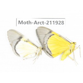 Arctiidae sp. China, Guangxi, Chongzuo, Longzhou county. 2Pcs. Moth-Arct-211928.