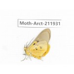 Arctiidae sp. China, Guangxi, Chongzuo, Longzhou county. 1Pcs. Moth-Arct-211931.