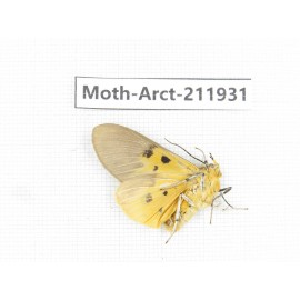 Arctiidae sp. China, Guangxi, Chongzuo, Longzhou county. 1Pcs. Moth-Arct-211931.