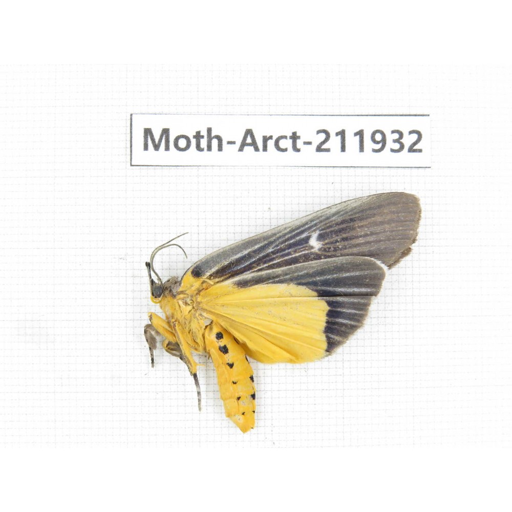 Arctiidae sp. China, Guangxi, Chongzuo, Longzhou county. 1Pcs. Moth-Arct-211932.