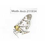 Arctiidae sp. China, Guangxi, Chongzuo, Longzhou county. 1Pcs. Moth-Arct-211934.