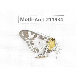 Arctiidae sp. China, Guangxi, Chongzuo, Longzhou county. 1Pcs. Moth-Arct-211934.