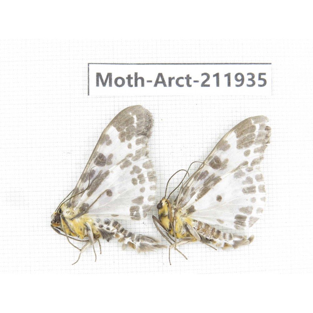 Arctiidae sp. China, Guangxi, Chongzuo, Longzhou county. 2Pcs. Moth-Arct-211935.