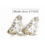 Arctiidae sp. China, Guangxi, Chongzuo, Longzhou county. 2Pcs. Moth-Arct-211935.
