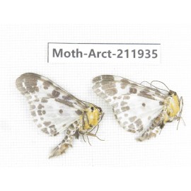 Arctiidae sp. China, Guangxi, Chongzuo, Longzhou county. 2Pcs. Moth-Arct-211935.