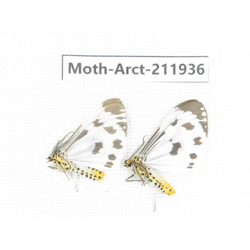 Arctiidae sp. China, Guangxi, Chongzuo, Longzhou county. 2Pcs. Moth-Arct-211936.