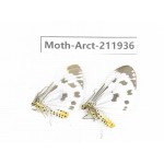 Arctiidae sp. China, Guangxi, Chongzuo, Longzhou county. 2Pcs. Moth-Arct-211936.