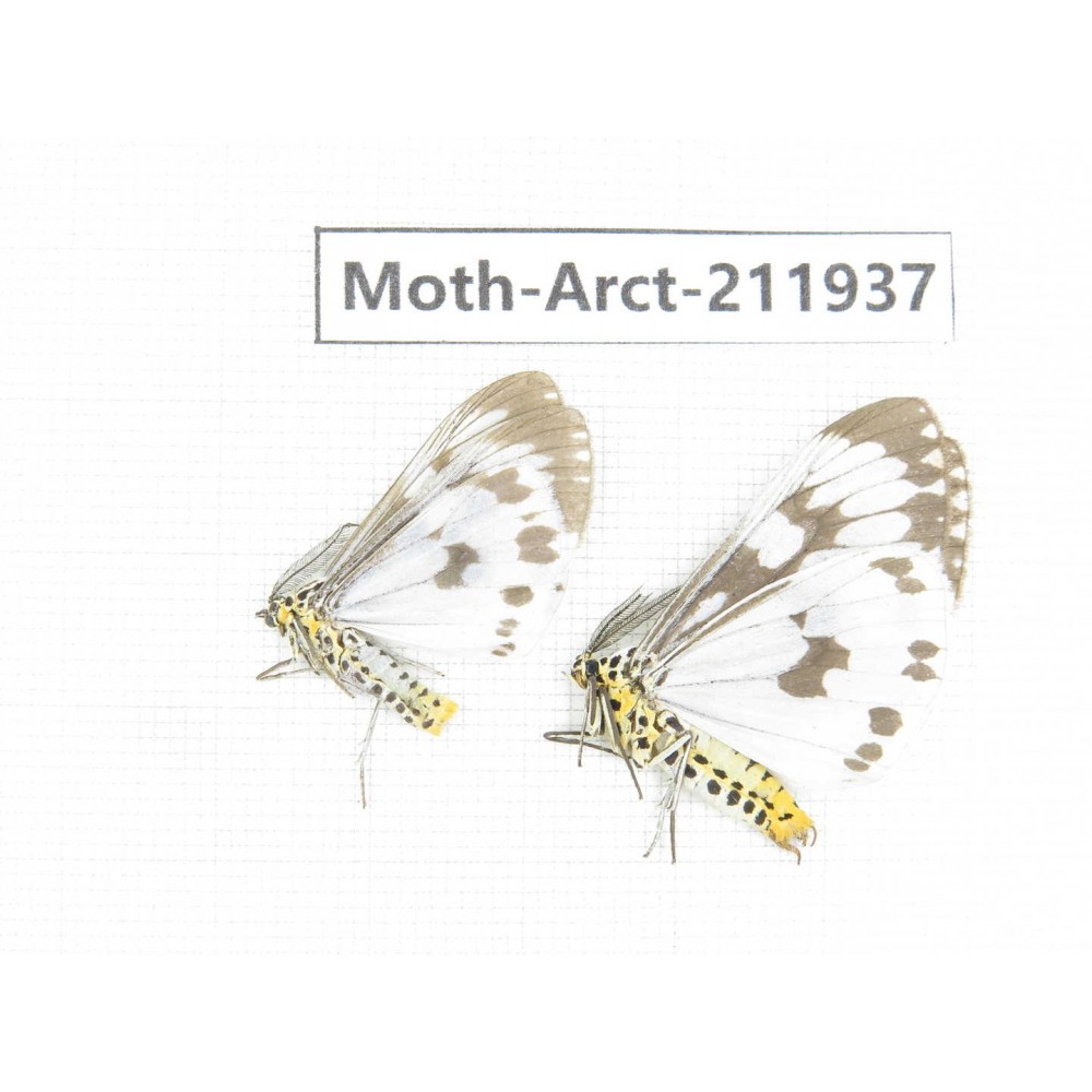 Arctiidae sp. China, Guangxi, Chongzuo, Longzhou county. 2Pcs. Moth-Arct-211937.