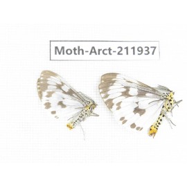 Arctiidae sp. China, Guangxi, Chongzuo, Longzhou county. 2Pcs. Moth-Arct-211937.