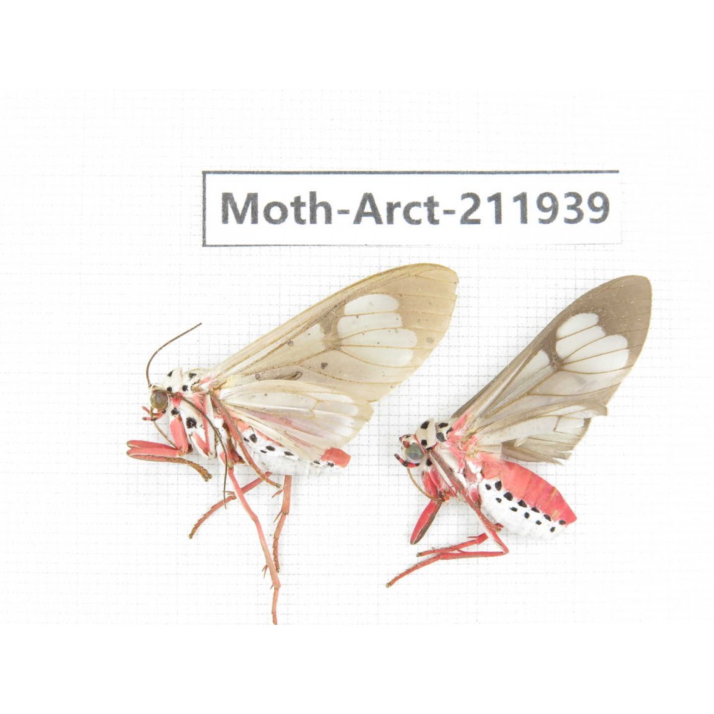 Arctiidae sp. China, Guangxi, Chongzuo, Longzhou county. 2Pcs. Moth-Arct-211939.