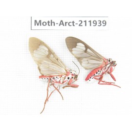 Arctiidae sp. China, Guangxi, Chongzuo, Longzhou county. 2Pcs. Moth-Arct-211939.