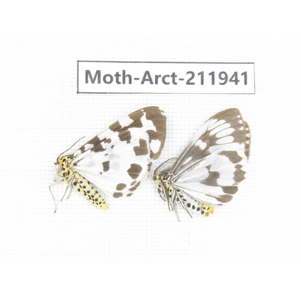 Arctiidae sp. China, Guangxi, Chongzuo, Longzhou county. 2Pcs. Moth-Arct-211941.