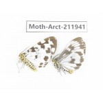 Arctiidae sp. China, Guangxi, Chongzuo, Longzhou county. 2Pcs. Moth-Arct-211941.