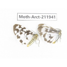 Arctiidae sp. China, Guangxi, Chongzuo, Longzhou county. 2Pcs. Moth-Arct-211941.