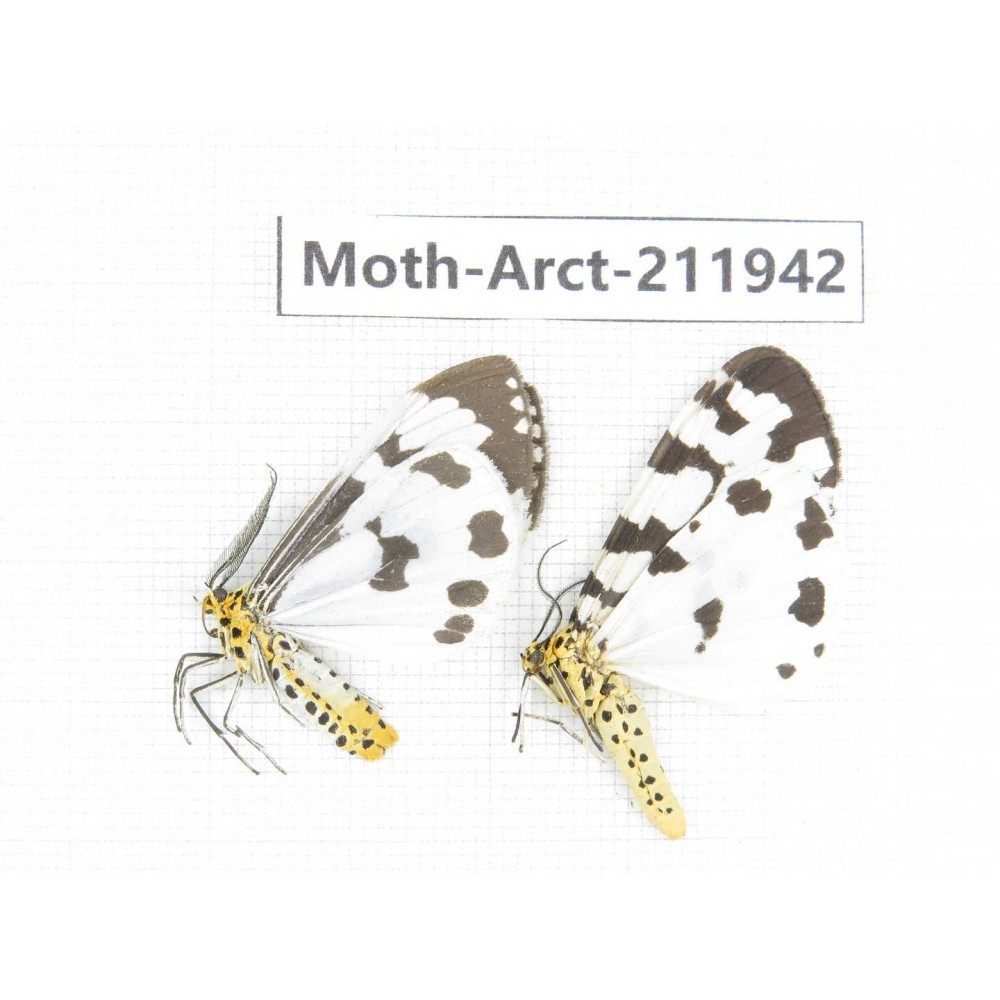 Arctiidae sp. China, Guangxi, Chongzuo, Longzhou county. 2Pcs. Moth-Arct-211942.